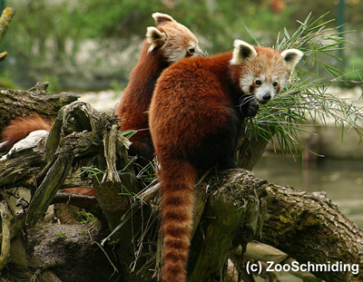 Rote Pandas in Schmiding 